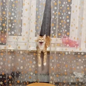 ����: ��� ��� ����