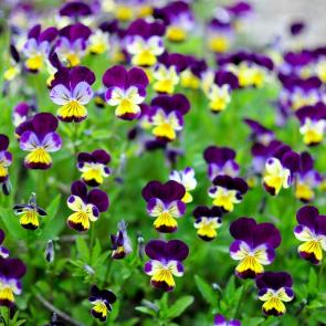 : Viola tricolor