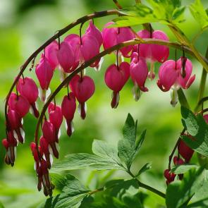 ����: �������� - �������� �������� ������