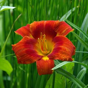 ����: ��������� � ��������