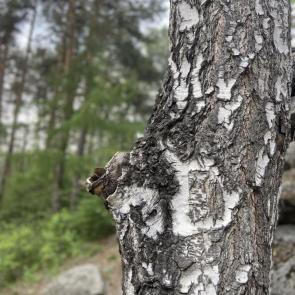 Фото: Шарташ