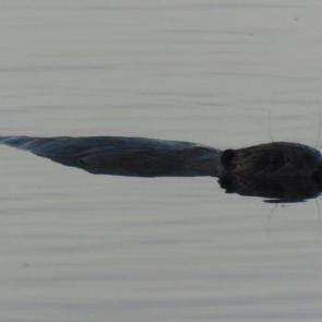 ����: ����