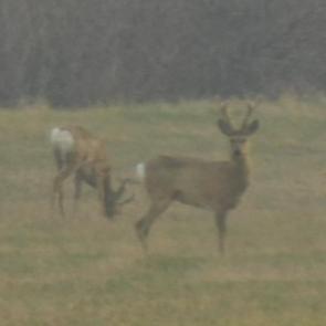 ����: ������ �����