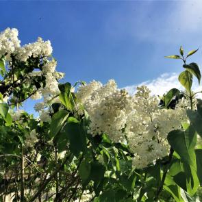 ����: ������ �����