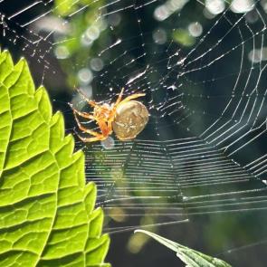 :   - Araneus 