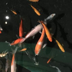 ����: ���