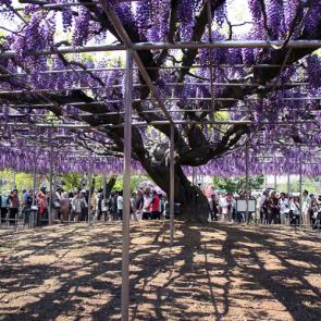     (Ashikaga Flower Park)