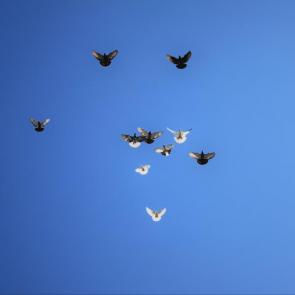 ����: ������ ����