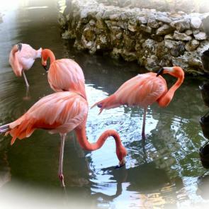 ����: ��������