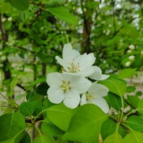 ����: ��������� ����