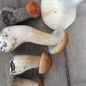 ����: ������� �������