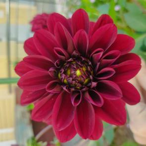 ����: �������� �������