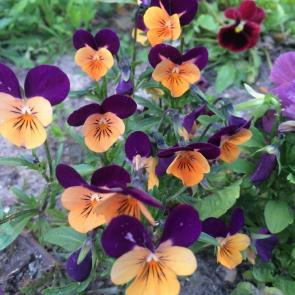 ����: ������� �������