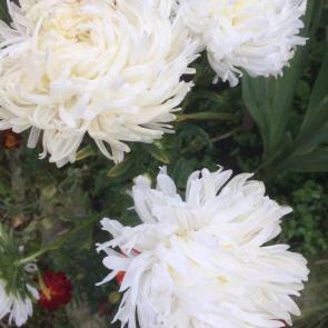 ����: �����