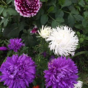 ����: �����