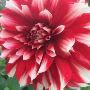 ����: ������� �������