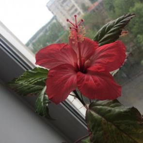 ����: ��������