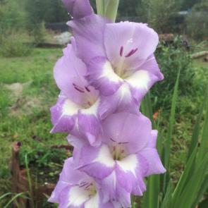 ����: ���������