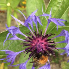 ����: ����