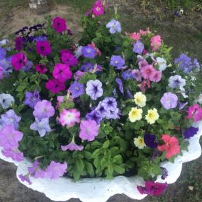 ����: ������� �������