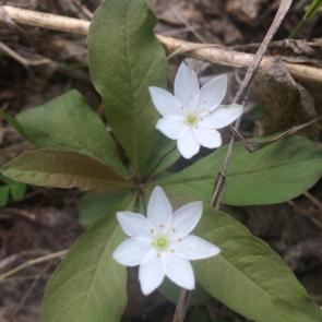 ����: ������ �����