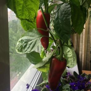 ����: ������� � �������