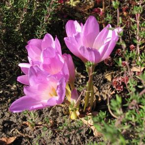 ����: ������������