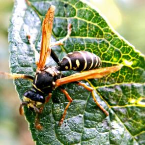 ����: ������ �����.