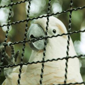 ����: ������� 