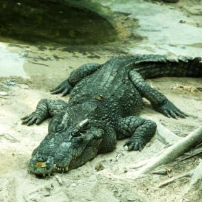 ����: ��������