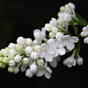 ����: ����� ������