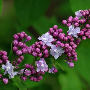 ����: ������ ��������