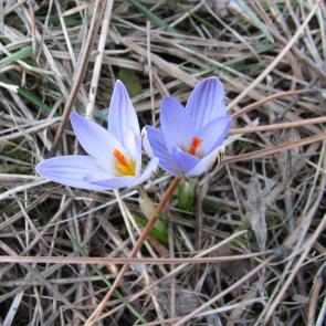 ����: �������� �����.