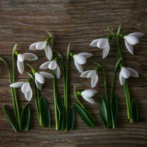 ����: �����������