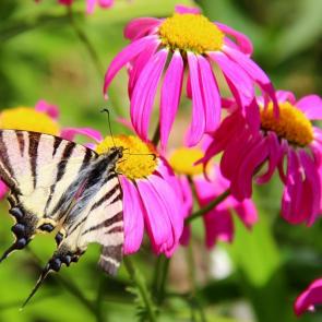 ����: �������.