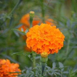 ����: ����