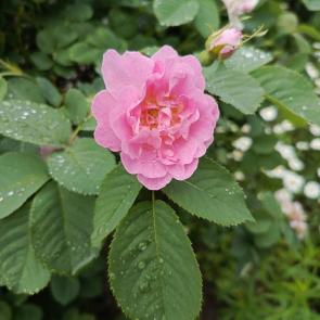 ����: ����� �����