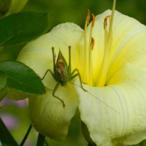 ����: ��������