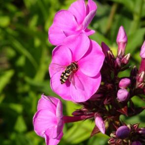 ����: ���� ��������.