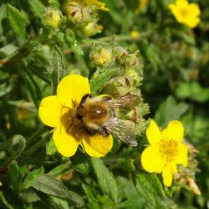 ����: �����.