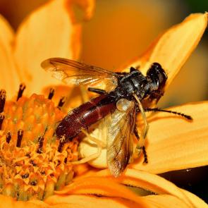 ����: �������