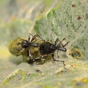 ����: �������� ��������