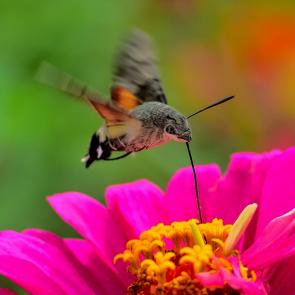 ����: ����� ����, ���������, �����...