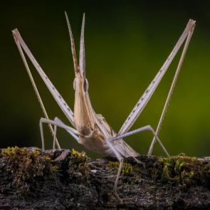  :   ( Acrida bicolor )