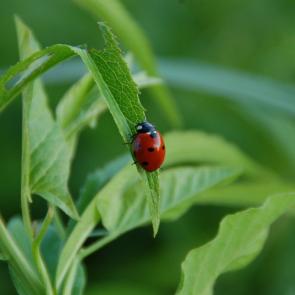 : ladybird