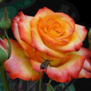 : Une belle rose dans le jardin