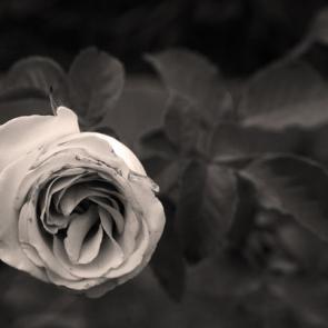 : Autumn rose