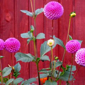 ����: �������.