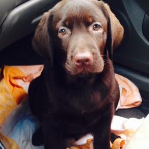 ����: �������