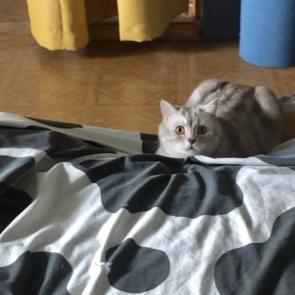 :   ???